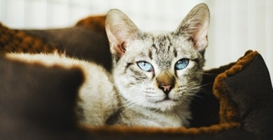 Kaj potrebuje zadovoljna mačka