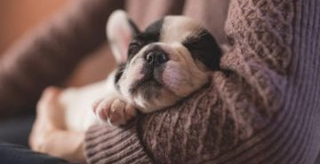 Kaj potrebujemo za mladička?