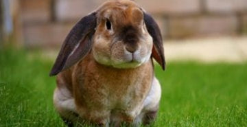 Ali veš? KUNEC, ki ni zajec!