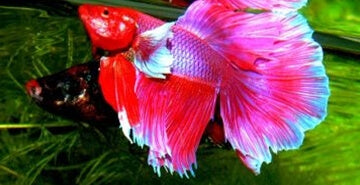 Betta splendens – v naravi!