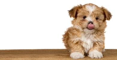 Prehranski dodatki za mladiče