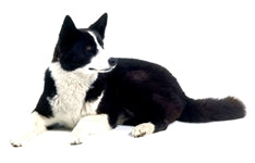 Karelijski medvedar