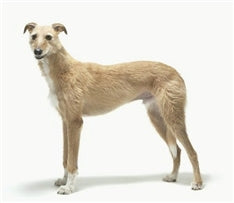 Lurcher