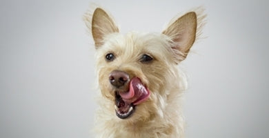 Prehrana sodobnega psa