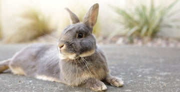 Kunci in njihov kakec