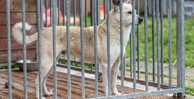 Uredite pesjak za psa