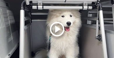 Kako izbrati transportni boks za mladička?