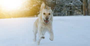 Zaščitimo šapice pozimi!