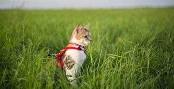 Zunanja ali notranja mačka?