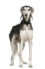 Saluki (Perzijski hrt)