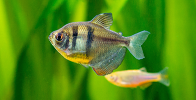 Riba žalovalka (Gymnocorymbus ternetzi)