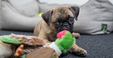 Življenje s psom naj ne bo pasje naporno