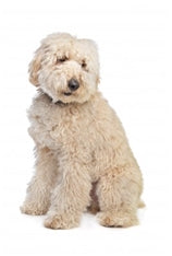 Avstralski labradoodle, srednji