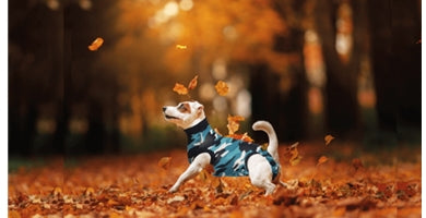 Vse o okrevanju in oskrbi rane!