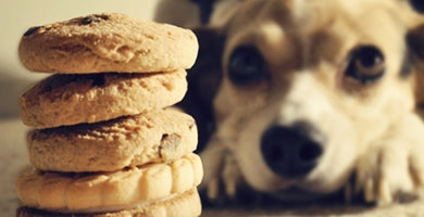 Česa psi ne smejo jesti?