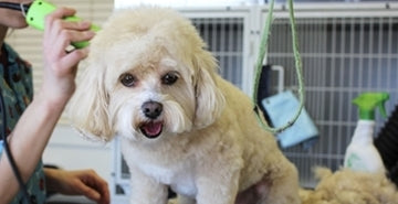 Sezonska menjava dlake