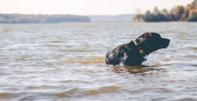 Poletne kožne težave naših psov