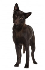 Avstralski kelpie