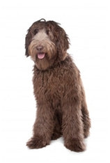 Avstralski labradoodle, standard
