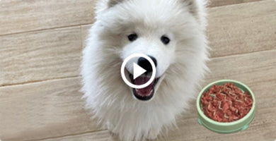 Hranjenje mladička s surovo hrano?