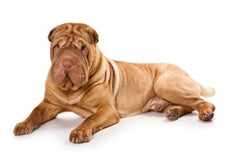 Shar Pei (Šarpej)