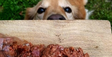 BARF - povratek k naravi!