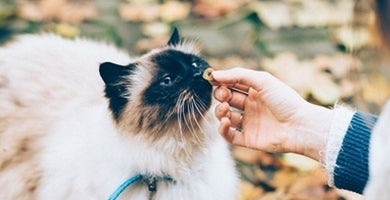 Ni vsaka mačja hrana dobra!