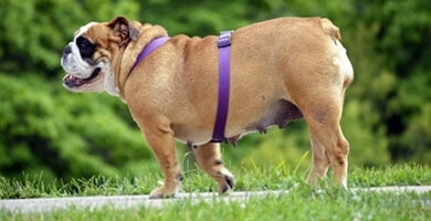 Vzroki za prekomerno telesno težo in kaj storiti?