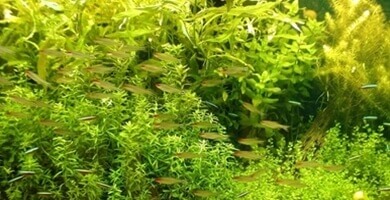 7. Prvi koraki: Rastline