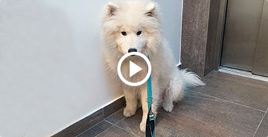 Potrebuje mladiček ovratnico ali oprsnico?