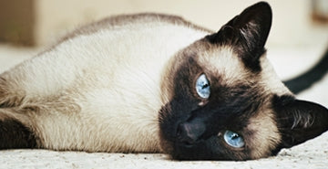 Pasemska mačka ali mešanka?