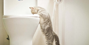 Mačje stranišče in posipi