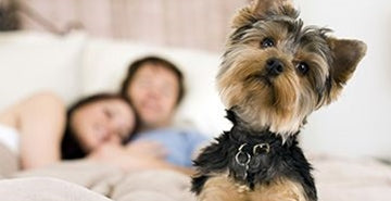 Uriniranje mladička ali odraslega psa v stanovanju