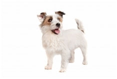 Jack russell terier - resasti