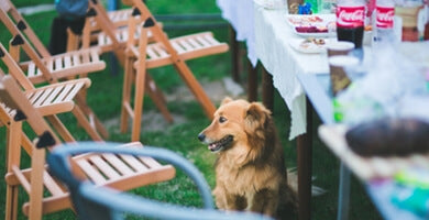 Pasji bonton pri mizi