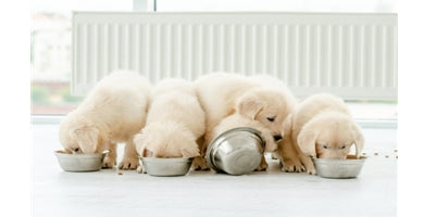 5 korakov do čistih pasjih zob!