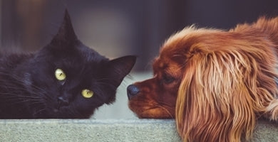 Prebavni trakt mesojede živali