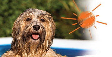 5 briljantnih načinov preganjanja pasje vročine