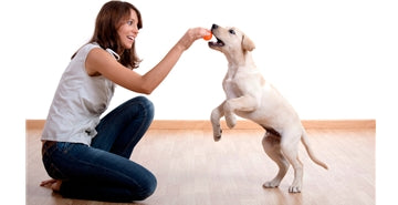 Kaj pomeni dobra in pravilna skrb za psa