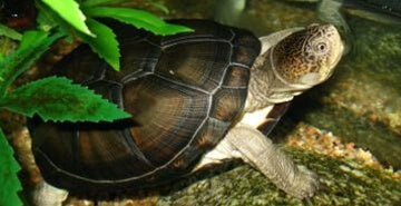 Pelomeduza vrste Pelusios castaneus