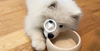 S kakšno hrano hraniti mladička?