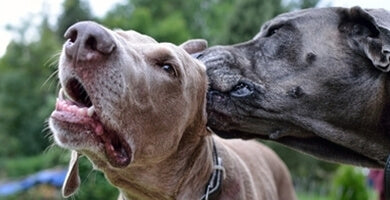 Pregled in čiščenje uhljev