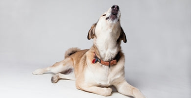 Kako preprečimo prekomerno lajanje?