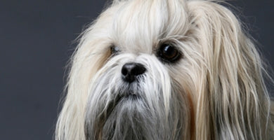 Redna nega pasje dlake