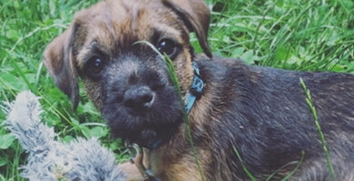 Kakšne igrače so primerne za pasjega mladička?