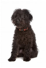 Avstralski labradoodle, mali