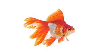 Zlata riba - pajčolanka