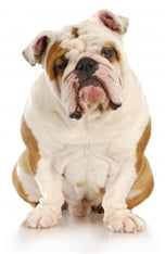Buldog (Angleški buldog)