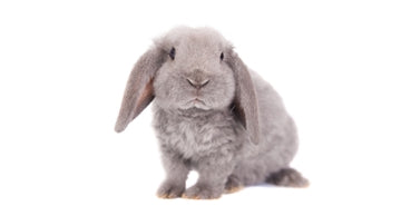 9 dejstev, ki jih pozna vsak kunčji skrbnik