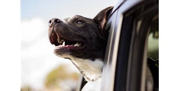 Kaj potrebujemo na potovanju s psom